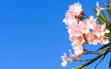 pale pink oleander flowers under blue sky background