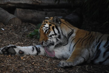 Amur tiger washing at the zoo