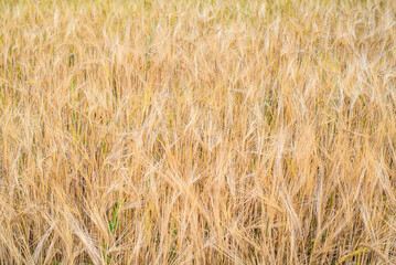 Abstract background of ears in the field