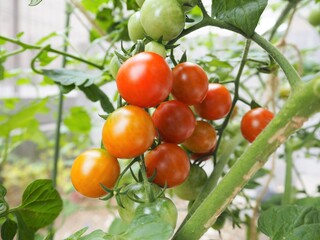 夏の畑に鈴なりに実ったプチトマト