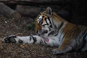 Amur tiger washing at the zoo