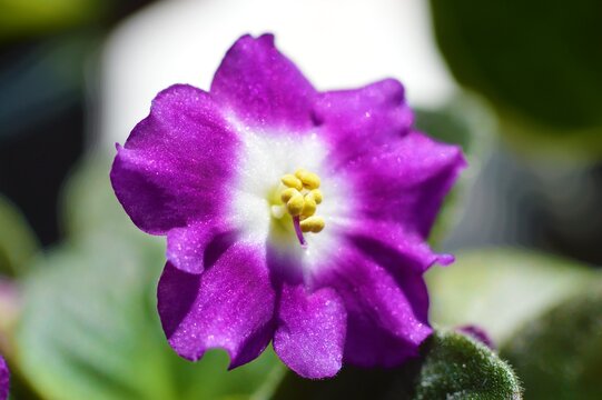 A purple african violet flower.
