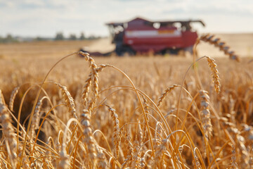 Combine harvester removes wheat in the field.