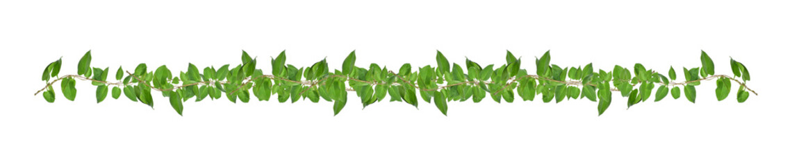 Heart shaped green leaves climbing vines ivy of cowslip creeper (Telosma cordata) the creeper...