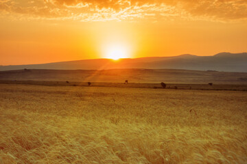 Wheat field. Ears of golden wheat close up. Harvesting concept