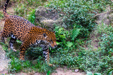 Onça pintada caminhando em meio às folhas © Pedro