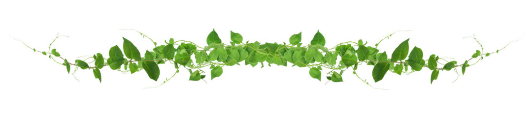 Heart shaped green leaves climbing vines ivy of cowslip creeper (Telosma cordata) the creeper forest plant growing in wild isolated on white background, clipping path included.