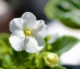 A white flowering african violet.