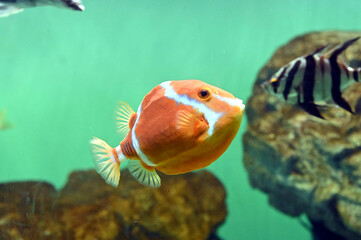 鱗がとても固い魚　ホワイトバードボックスフィッシュの泳ぐ姿