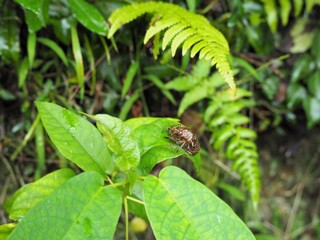 葉っぱにくっついた蝉の抜け殻