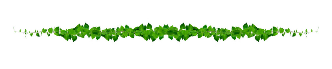 Heart shaped green leaves climbing vines ivy of cowslip creeper (Telosma cordata) the creeper...