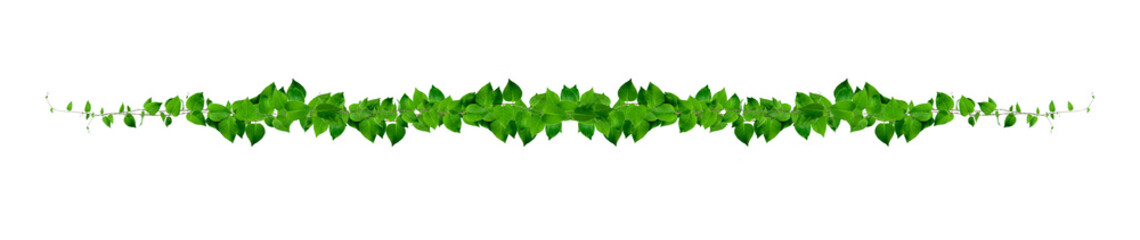 Heart shaped green leaves climbing vines ivy of cowslip creeper (Telosma cordata) the creeper forest plant growing in wild isolated on white background, clipping path included. © nature design
