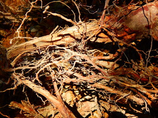 Roots