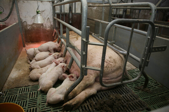 Farrowing crates in pig farms. Swine farming - parent swine farm. Many pigs are eating pork breast milk.