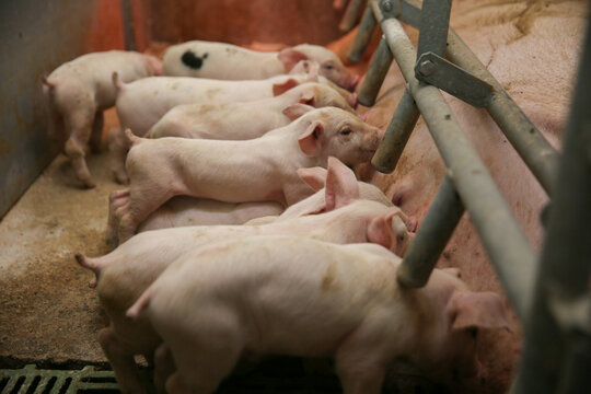 Fertile low lying on straw and suckling piglets in a pig farm