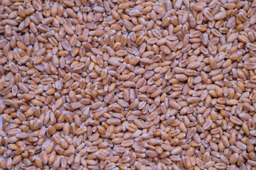 Natural dry cereal seeds for the site with the inscription, top view.