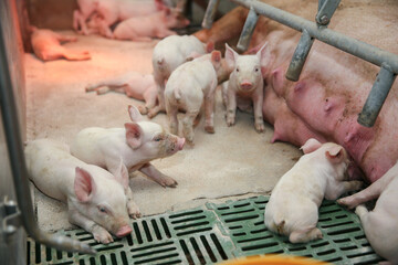 Newborn piglets and their sow in commercial pig farm