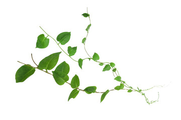 Heart shaped green leaves climbing vines ivy of cowslip creeper (Telosma cordata) the creeper forest plant growing in wild isolated on white background, clipping path included.