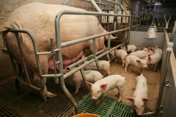 Newborn piglets and their sow in commercial pig farm © Артем По