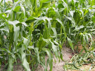 畑で成長するトウモロコシの苗