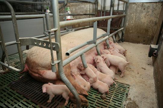 Livestock breeding. Piglets feeding from mother pig