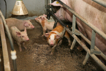 A small piglet in the farm. group of mammal waiting feed. swine in the stall. Popular animals raised around the world for meat consumption and business trading.