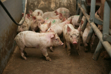 A small piglet in the farm. group of mammal waiting feed. swine in the stall. Popular animals raised around the world for meat consumption and business trading.