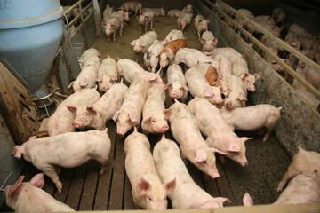 A small piglet in the farm. group of mammal waiting feed. swine in the stall. Popular animals raised around the world for meat consumption and business trading.