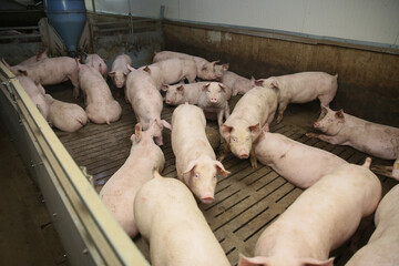 Young domestic breed piglets growing on modern animal farm
