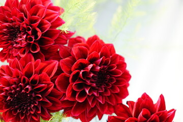 red dahlia flower