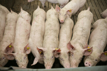 Lots of pigs in animal shed eating, standing and lying. Meat industry concept