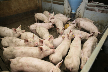 Lots of pigs in animal shed eating, standing and lying. Meat industry concept