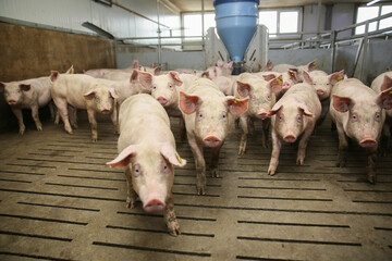 Lots of pigs in animal shed eating, standing and lying. Meat industry concept