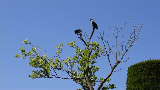 Kr&auml;hen auf einem abgestorbenen Baum, Nebelkr&auml;he, Corvus corone, k&uuml;hlt sich mit offenem Schnabel auf abgestorbenem Ast, zweite Kr&auml;he putzt sich, Aaskr&auml;he	
