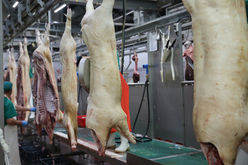 Dead slaughtered pigs hanging in butchery slaughterhouse. Fresh pork meat.