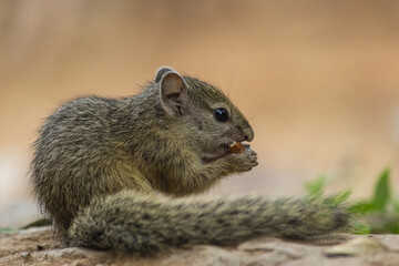 Naklejka na ściany i meble A baby Tree Squirrel holding a nut in its hands and eating on the ground, Greater Kruger