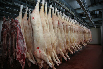 Pork halves, freshly slaughtered, hang in the cold room of a slaughter house