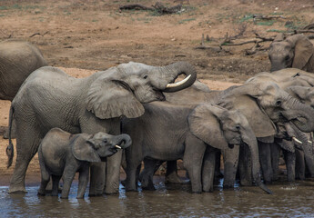 An Elephant cow & her calf drinking with the rest of the herd at a waterhole in South Africa