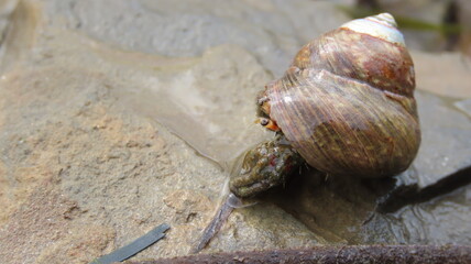 Hermit crab next to river