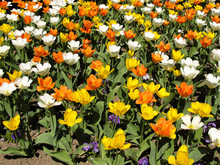 field of yellow, orange and white tulips