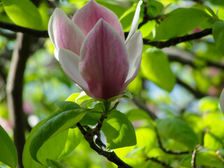 closeup of pink magnolia flower with green foliage © Cocosss