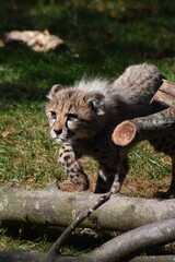 Young cheetah cub at the zoo