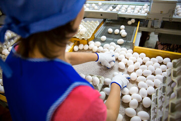 Fresh eggs on the transport line at the poultry farm, the worker sorts the eggs. Egg farm Agribusiness, organic farming, poultry farming, photo of poultry farms with a small depth of field