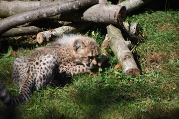 Young cheetah cub laying/resting at the zoo