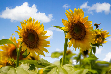 ひまわり　ミツバチ　空と雲　花びら　蜂　