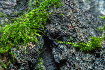 Background with the bark of an old tree with cracks and bumps overgrown with green moss in soft focus at high magnification. Details and little things are not visible to the naked eye.