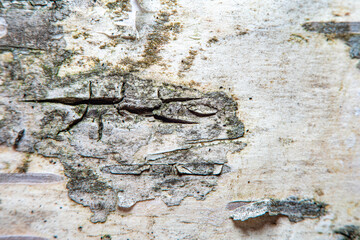 Birch bark background in soft focus at high magnification. A tree with a white trunk with black stripes. A useful product in medicine for the preparation of healing and antipyretic agents.