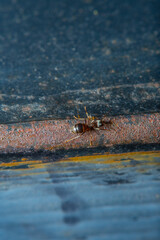 Background with an old metal surface with rust and dirty old seam. An ant is crawling along an old rusty pipe. Photo with soft focus and blurred backdrop at high magnification.