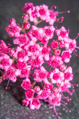 Closeup of flowers of decorative Spiraea bush. Highly magnified pink flowers with clearly visible pistils and stamens.