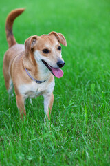 Mału piesek na trawie. Szczęśliwy kundelek © andsko